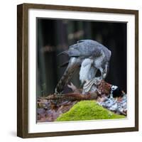 A Male Goshawk Feeding on Pheasant in Forest.-Lukas Gojda-Framed Photographic Print