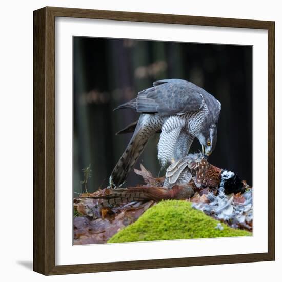 A Male Goshawk Feeding on Pheasant in Forest.-Lukas Gojda-Framed Photographic Print