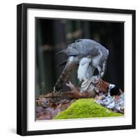 A Male Goshawk Feeding on Pheasant in Forest.-Lukas Gojda-Framed Photographic Print