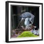 A Male Goshawk Feeding on Pheasant in Forest.-Lukas Gojda-Framed Photographic Print