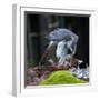 A Male Goshawk Feeding on Pheasant in Forest.-Lukas Gojda-Framed Photographic Print