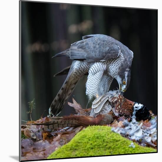 A Male Goshawk Feeding on Pheasant in Forest.-Lukas Gojda-Mounted Photographic Print