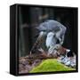 A Male Goshawk Feeding on Pheasant in Forest.-Lukas Gojda-Framed Stretched Canvas