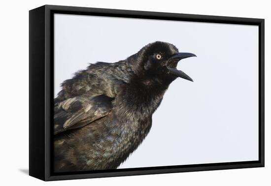 A Male Great-Tailed Grackle Singing in a Southern California Wetland-Neil Losin-Framed Stretched Canvas