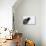 A Male Great-Tailed Grackle Singing in a Southern California Wetland-Neil Losin-Photographic Print displayed on a wall