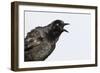 A Male Great-Tailed Grackle Singing in a Southern California Wetland-Neil Losin-Framed Photographic Print