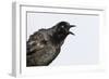 A Male Great-Tailed Grackle Singing in a Southern California Wetland-Neil Losin-Framed Photographic Print