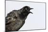 A Male Great-Tailed Grackle Singing in a Southern California Wetland-Neil Losin-Mounted Photographic Print