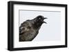 A Male Great-Tailed Grackle Singing in a Southern California Wetland-Neil Losin-Framed Photographic Print