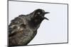 A Male Great-Tailed Grackle Singing in a Southern California Wetland-Neil Losin-Mounted Photographic Print