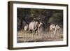 A male greater kudu (Tragelaphus strepsiceros) with its harem of females, Botswana, Africa-Sergio Pitamitz-Framed Photographic Print