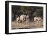 A male greater kudu (Tragelaphus strepsiceros) with its harem of females, Botswana, Africa-Sergio Pitamitz-Framed Photographic Print