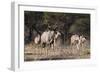 A male greater kudu (Tragelaphus strepsiceros) with its harem of females, Botswana, Africa-Sergio Pitamitz-Framed Photographic Print