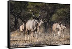 A male greater kudu (Tragelaphus strepsiceros) with its harem of females, Botswana, Africa-Sergio Pitamitz-Framed Stretched Canvas