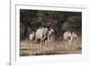 A male greater kudu (Tragelaphus strepsiceros) with its harem of females, Botswana, Africa-Sergio Pitamitz-Framed Photographic Print