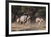 A male greater kudu (Tragelaphus strepsiceros) with its harem of females, Botswana, Africa-Sergio Pitamitz-Framed Photographic Print