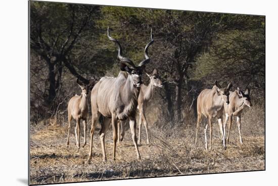 A male greater kudu (Tragelaphus strepsiceros) with its harem of females, Botswana, Africa-Sergio Pitamitz-Mounted Photographic Print