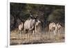 A male greater kudu (Tragelaphus strepsiceros) with its harem of females, Botswana, Africa-Sergio Pitamitz-Framed Photographic Print