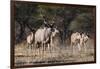 A male greater kudu (Tragelaphus strepsiceros) with its harem of females, Botswana, Africa-Sergio Pitamitz-Framed Photographic Print