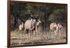 A male greater kudu (Tragelaphus strepsiceros) with its harem of females, Botswana, Africa-Sergio Pitamitz-Framed Photographic Print