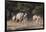 A male greater kudu (Tragelaphus strepsiceros) with its harem of females, Botswana, Africa-Sergio Pitamitz-Framed Photographic Print