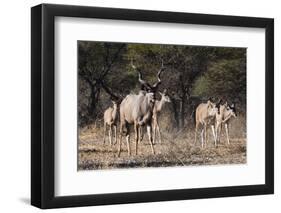 A male greater kudu (Tragelaphus strepsiceros) with its harem of females, Botswana, Africa-Sergio Pitamitz-Framed Photographic Print