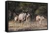 A male greater kudu (Tragelaphus strepsiceros) with its harem of females, Botswana, Africa-Sergio Pitamitz-Framed Stretched Canvas