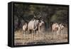 A male greater kudu (Tragelaphus strepsiceros) with its harem of females, Botswana, Africa-Sergio Pitamitz-Framed Stretched Canvas