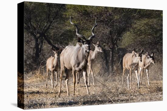 A male greater kudu (Tragelaphus strepsiceros) with its harem of females, Botswana, Africa-Sergio Pitamitz-Stretched Canvas