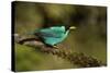 A Male Green Honeycreeper at Las Cruces Biological Station, Costa Rica-Neil Losin-Stretched Canvas