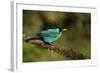 A Male Green Honeycreeper at Las Cruces Biological Station, Costa Rica-Neil Losin-Framed Photographic Print