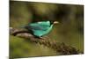 A Male Green Honeycreeper at Las Cruces Biological Station, Costa Rica-Neil Losin-Mounted Photographic Print