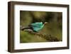 A Male Green Honeycreeper at Las Cruces Biological Station, Costa Rica-Neil Losin-Framed Photographic Print
