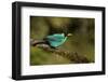 A Male Green Honeycreeper at Las Cruces Biological Station, Costa Rica-Neil Losin-Framed Photographic Print