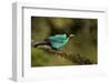 A Male Green Honeycreeper at Las Cruces Biological Station, Costa Rica-Neil Losin-Framed Photographic Print