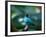 A Male Green Honeycreeper, Chlorophanes Spiza, in Atlantic Rainforest, Brazil-Alex Saberi-Framed Photographic Print