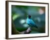 A Male Green Honeycreeper, Chlorophanes Spiza, in Atlantic Rainforest, Brazil-Alex Saberi-Framed Photographic Print