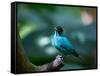 A Male Green Honeycreeper, Chlorophanes Spiza, in Atlantic Rainforest, Brazil-Alex Saberi-Framed Stretched Canvas