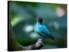 A Male Green Honeycreeper, Chlorophanes Spiza, in Atlantic Rainforest, Brazil-Alex Saberi-Stretched Canvas