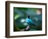 A Male Green Honeycreeper, Chlorophanes Spiza, in Atlantic Rainforest, Brazil-Alex Saberi-Framed Photographic Print