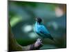 A Male Green Honeycreeper, Chlorophanes Spiza, in Atlantic Rainforest, Brazil-Alex Saberi-Mounted Photographic Print