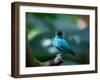 A Male Green Honeycreeper, Chlorophanes Spiza, in Atlantic Rainforest, Brazil-Alex Saberi-Framed Photographic Print