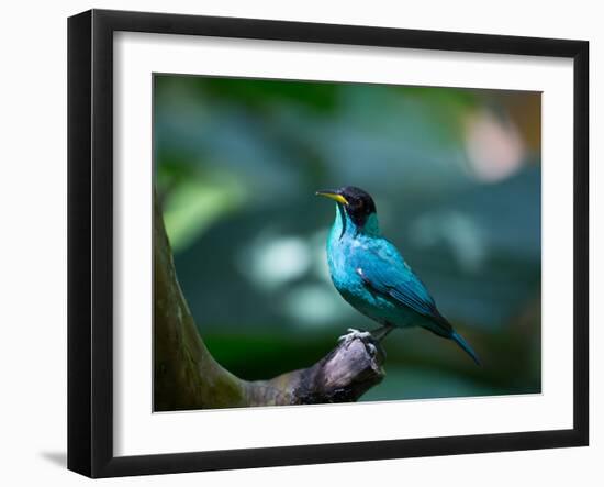 A Male Green Honeycreeper, Chlorophanes Spiza, in Atlantic Rainforest, Brazil-Alex Saberi-Framed Photographic Print