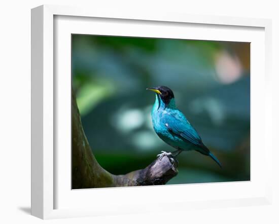 A Male Green Honeycreeper, Chlorophanes Spiza, in Atlantic Rainforest, Brazil-Alex Saberi-Framed Photographic Print