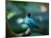 A Male Green Honeycreeper, Chlorophanes Spiza, in Atlantic Rainforest, Brazil-Alex Saberi-Mounted Photographic Print