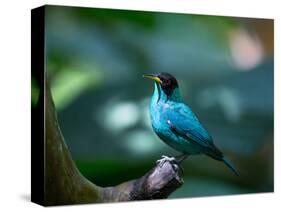 A Male Green Honeycreeper, Chlorophanes Spiza, in Atlantic Rainforest, Brazil-Alex Saberi-Stretched Canvas