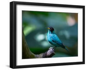 A Male Green Honeycreeper, Chlorophanes Spiza, in Atlantic Rainforest, Brazil-Alex Saberi-Framed Premium Photographic Print