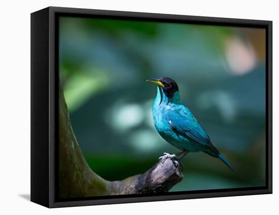 A Male Green Honeycreeper, Chlorophanes Spiza, in Atlantic Rainforest, Brazil-Alex Saberi-Framed Stretched Canvas