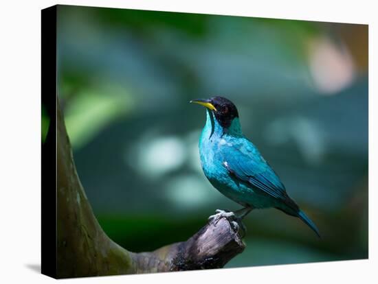 A Male Green Honeycreeper, Chlorophanes Spiza, in Atlantic Rainforest, Brazil-Alex Saberi-Stretched Canvas