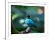 A Male Green Honeycreeper, Chlorophanes Spiza, in Atlantic Rainforest, Brazil-Alex Saberi-Framed Photographic Print